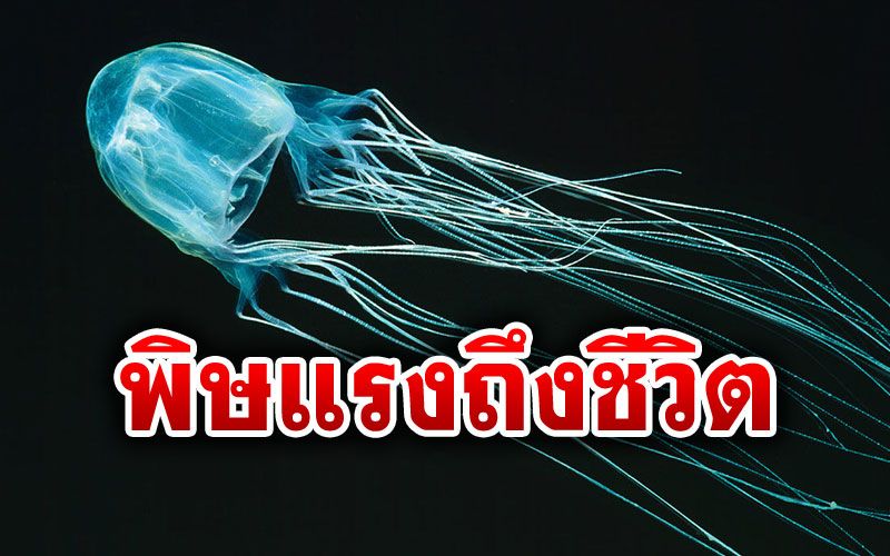 แพทย์เตือนอันตรายจาก'แมงกะพรุนกล่อง' พิษแรงถึงชีวิต-แนะวิธีป้องกัน