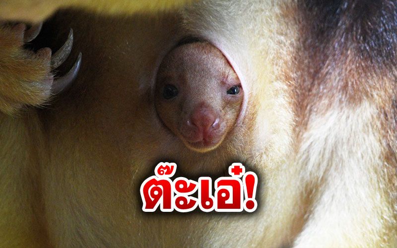 ส่องความน่ารักเจ้า‘โจอี้’ จิงโจ้ต้นไม้กู๊ดเฟลโลว์ใกล้สูญพันธุ์
