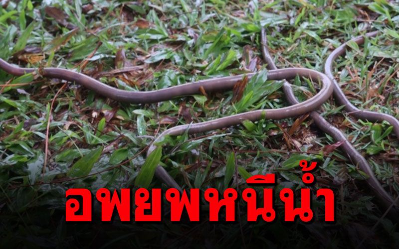 ไปดูปรากฏการณ์ไส้เดือนดิน นับร้อยตัว อพยพหนีน้ำ