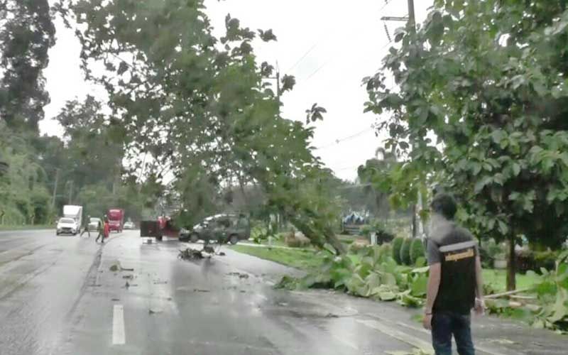 กระบี่โค่น-เก็บ‘ต้นสัก’ริมถนนเพชรเกษม หวั่นฝนตกพายุพัดล้ม ป้องอุบัติเหตุ