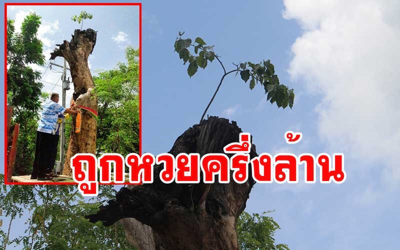 ต้นโพธิ์งอกกลางต้นจามจุรียักษ์ที่ตายพายให้โชคร้านค้าไม้ถูกหวยเกือบครึ่งล้าน
