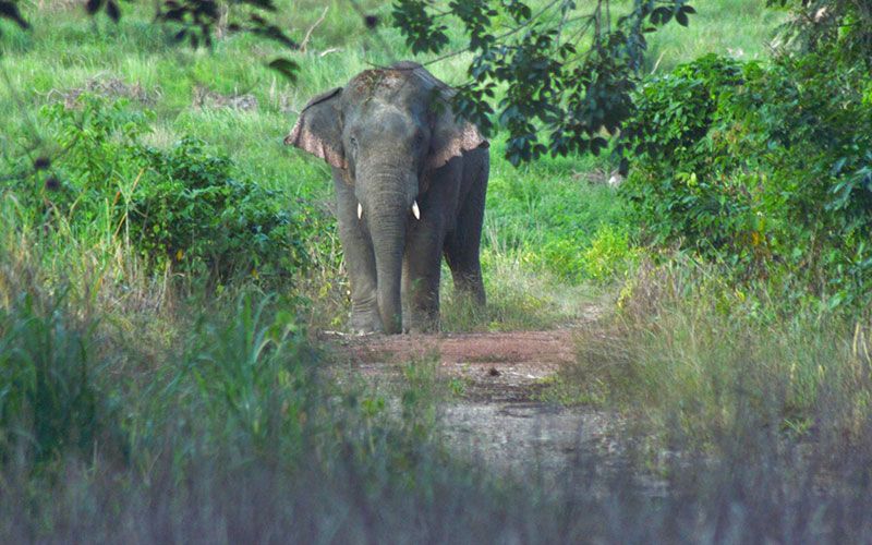 'ไอ้งาต่าง'ช้างป่าเขาชะเมาสุดโหด!  ไล่เตะเจ้าของสวนยางกระอักเลือดเสียชีวิต