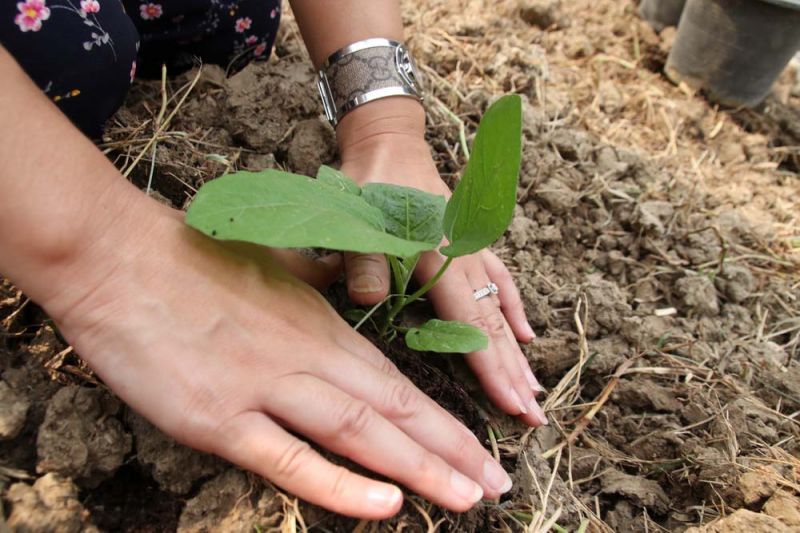 สศช.วิเคราะห์ปัญหาและกลไกการดำเนินงาน Smart Farming เพื่อเพิ่มแต้มต่อให้เกษตรกรไทย