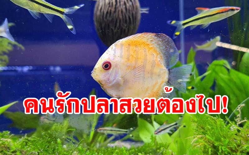 ททท.จัดแสดง 'ปลาสวยงาม' ประกอบแสงสีเสียงครั้งแรกในไทยที่บ้านโป่ง