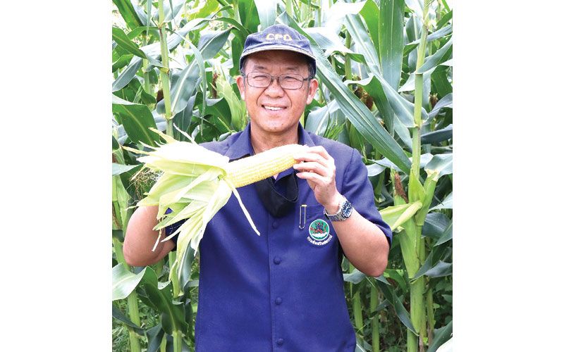 เกษตรกรพิจิตรปลื้มข้าวโพดหวานสร้างรายได้  73วันเก็บผลผลิตฟันกำไรเฉียด2หมื่น/ไร่