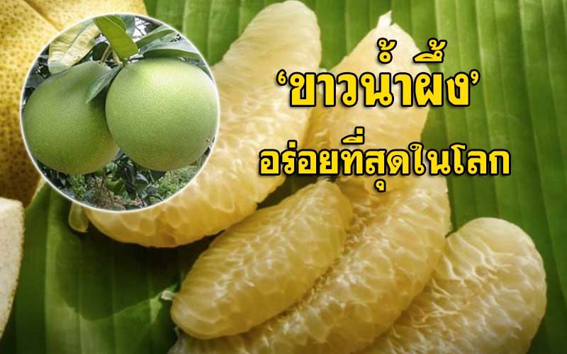 ‘โคราช’ชวนชิมราชาแห่งส้มโอ ‘ขาวน้ำผึ้ง’ปลอดสาร รสชาติ อร่อยที่สุดในโลก