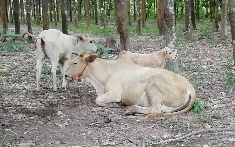 ‘ลำปาง’พบวัวป่วยโรคปากเท้าเปื่อย ปศุสัตว์ห้ามเคลื่อนย้ายสัตว์ผ่านในพื้นที่ชั่วคราว