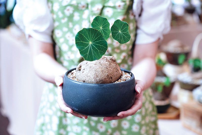 ตลาดต้นไม้ ICONSIAM Green Garden Market