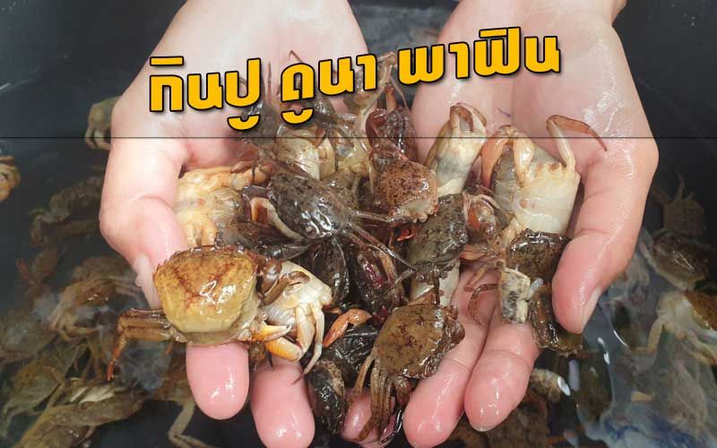‘กินปู ดูนา พาฟิน’ ชวนเที่ยว‘เทศกาลอาหารถิ่น-ท่องเที่ยววิถีเกษตร’ครั้งแรกในลำปาง