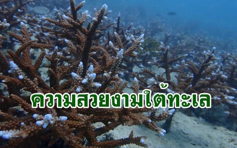 สุดตื่นตาธรรมชาติใต้ทะเลหมู่เกาะพีพีพบปะการังงอกงามเพียบ เหมาะแก่ นทท.ดำน้ำ