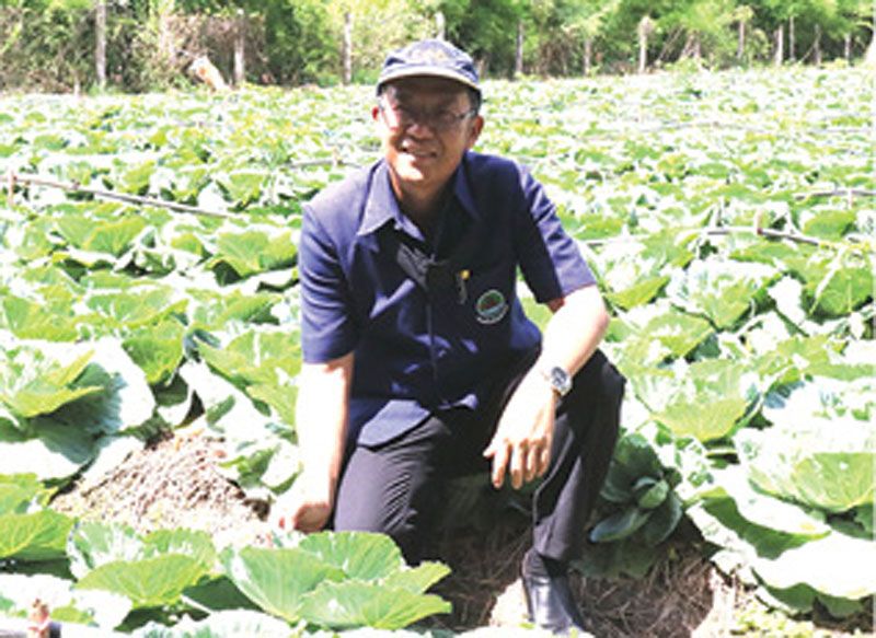 สหกรณ์ฯพิจิตรพอใจปลูกกะหล่ำปลีหน้าฝน  ใช้ตลาดนำการผลิตตอบโจทย์-1ไร่กำไร7.6หมื่น