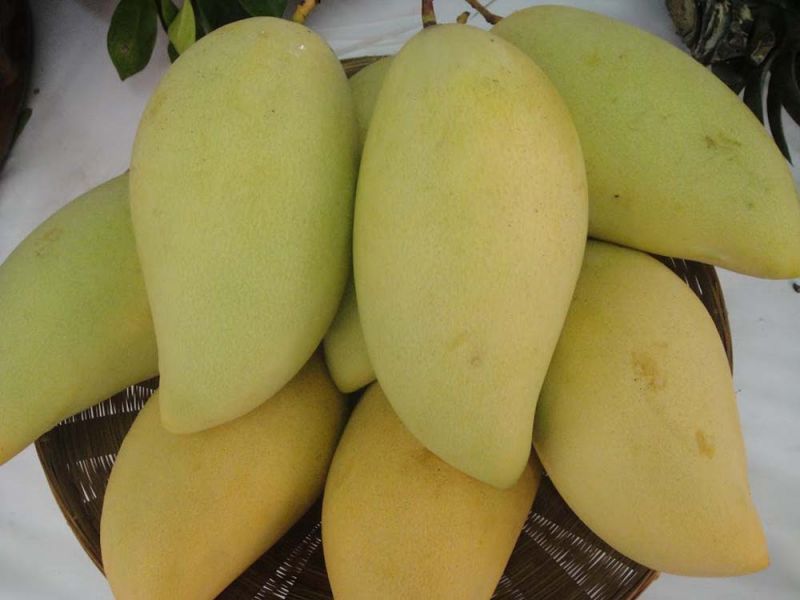 รายงานพิเศษ : นักวิจัยไทยเฉียบโชว์นวัตกรรม..น้ำร้อนพิฆาตแมลงวันผลไม้  เปิดตลาดมะม่วงไปอียูฉลุยกว่า167ตัน