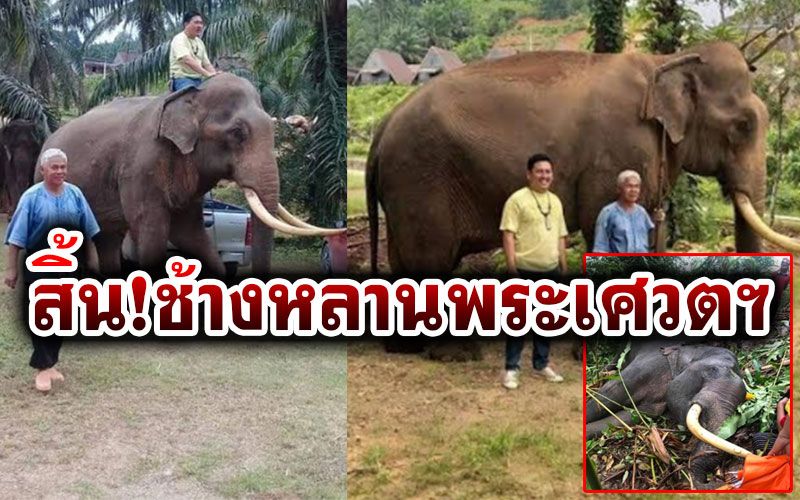 สิ้น'พลายแสงจันทร์'ช้างหลานพระเศวต ลื่นล้มงาซ้ายปักลงดินคอหักเสียชีวิต