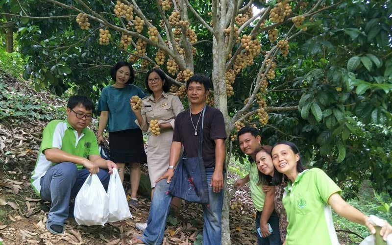 'เกษตรอำเภอวังโป่ง' ลุยสวนลองกองแนะนำเกษตรกรปลูกพืชผสมผสานในพื้นที่เชิงเขา