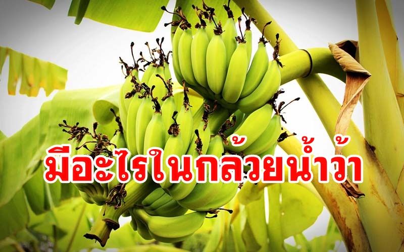 เปิดเคล็ดลับ'กล้วยน้ำว้า'ผลไม้ดีราคาถูก สรรพคุณเพียบ คนไทยนิยมทานตั้งแต่โบราณ