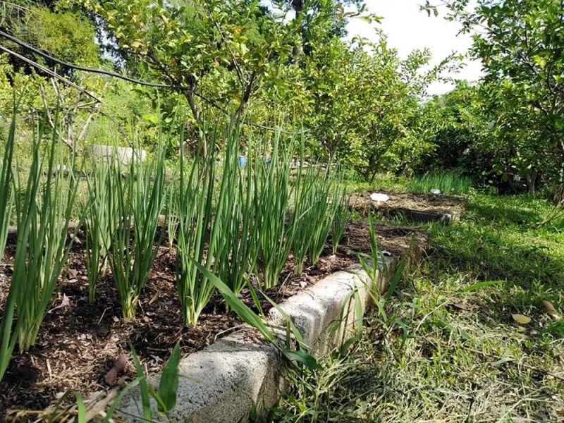 รายงานพิเศษ : คนรุ่นใหม่ทำเกษตร...ใช้บัญชีนำทาง  ช่วยวิเคราะห์-วางแผนการผลิต