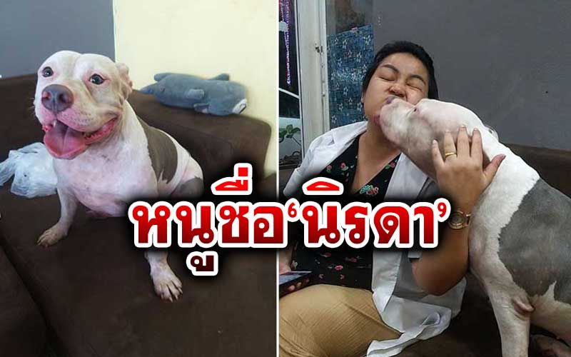 เปิดภาพความน่ารัก-ใจดีของ'นิรดา'พร้อมอีก 5 พี่น้อง'พิทบูล'ของ'หงส์'