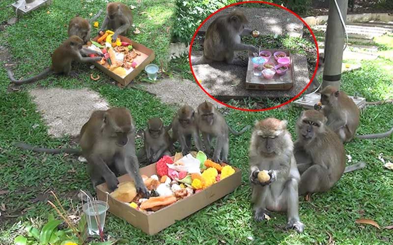 สีสันทำบุญสารทเดือนสิบ! ชาวบ้านแบ่งขนมทำทาน ฝูงลิงเขาตังกวนรับอานิสงส์ถ้วนหน้า