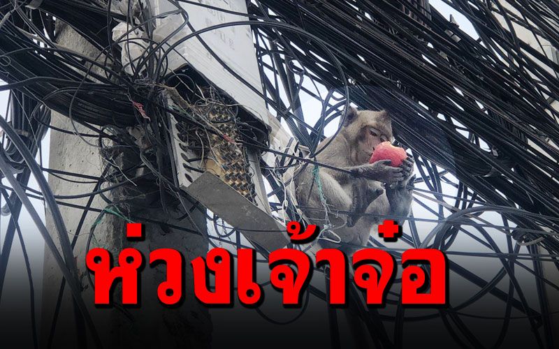 เป็นห่วงชีวิตเจ้าจ๋อ หิวโซไต่สายไฟสุดยุ่งเหยิง หาอาหารกิน หวั่นเกิดอันตราย