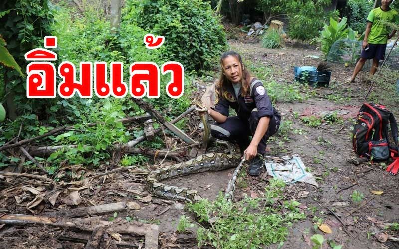 พญางูเหลือมเขมือบแม่ไก่ชนราคา5หมื่น เจ้าของฟาร์มเห็นคาตาแจ้งกู้ภัยช่วยจับ