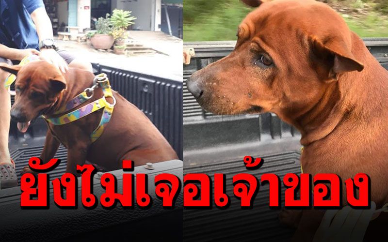 เอาใจช่วย'เจ้านักวิ่ง' ตูบพันธุ์ไทยวิ่งข้ามจังหวัด ตามหาเจ้าของ