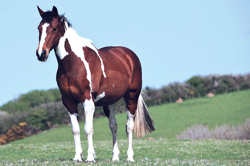 ยังไม่มีคำตอบชัดเจนจากโรคระบาดที่ทำให้ม้าในไทยล้มตายไปกว่าร้อยตัว
