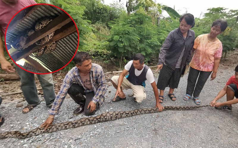 ผงะ! งูเหลืมยาวกว่า 4 เมตร กินไก่ชาวบ้านท้องป่อง เจ้าของบ้านเชื่อมาให้โชค