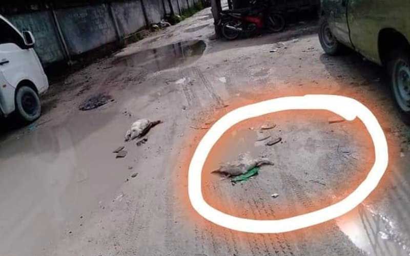ชาว'อูลักราโว้ย'โอด เป็ดถูกรถเหยียบตาย 2 ตัว แต่ถูกนายทุนแจ้งความ