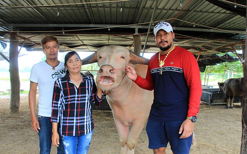 หนุ่มเมืองเพชรฯใจถึง! หอบเงินสด2ล้านซื้อ'เจ้าโก้'ควายเผือกสายพันธุ์ดี