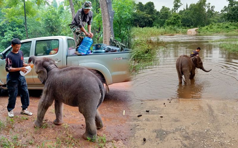 ช้างน้อยพลัดหลงโขลงนานกว่า3เดือน จนท.เดินเท้า10กม.พาเดินกลับไปจุดที่พบ