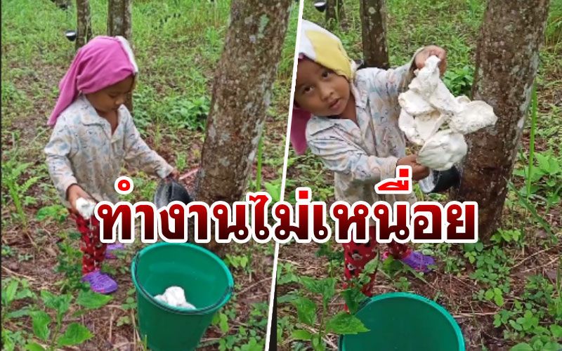สุดเอ็นดู! เด็กน้อยวัย3ขวบ ช่วยแม่เก็บขี้ยางบอกทำงานไม่เหนื่อย (ชมคลิป)