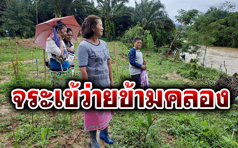 ชาวพังงาเห็นกับตา! 'จระเข้'4ตัวว่ายข้ามคลอง พบรอยเท้าริมตลิ่ง