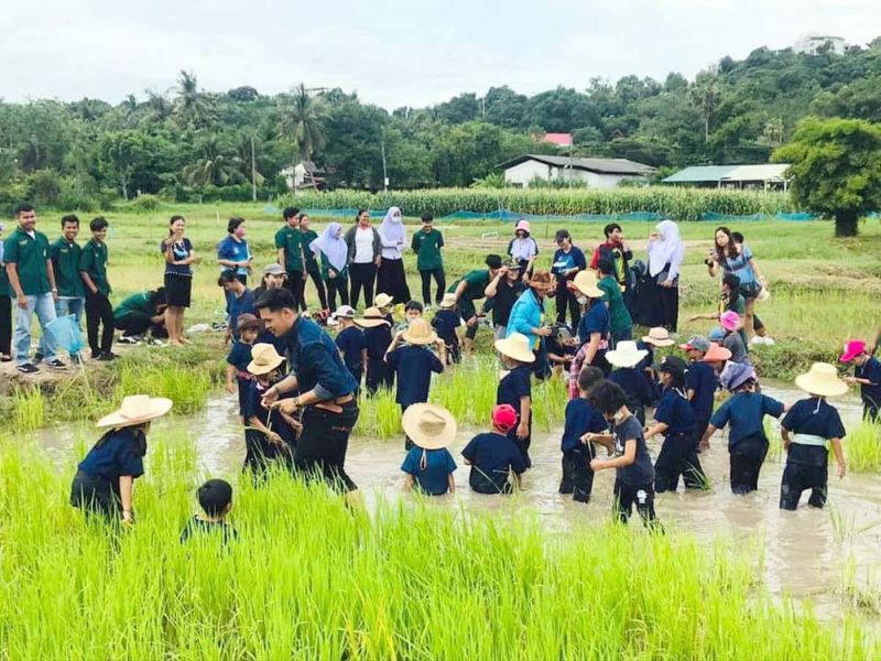 คณะเกษตร มรภ.สงขลา เปิดสถานีปฏิบัติการพืชไร่  ให้อนุบาล รร.สาธิตฯ เรียนรู้วิถีชีวิตปลูกข้าวนาดำ