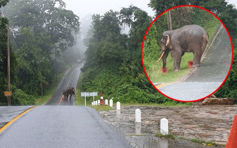 'เจ้าด้วน'ช้างป่าเขาใหญ่โผล่ทักทายนทท. เดินกลางสายฝน-โยนกรวยจราจรเล่นสุดชิว (คลิป)