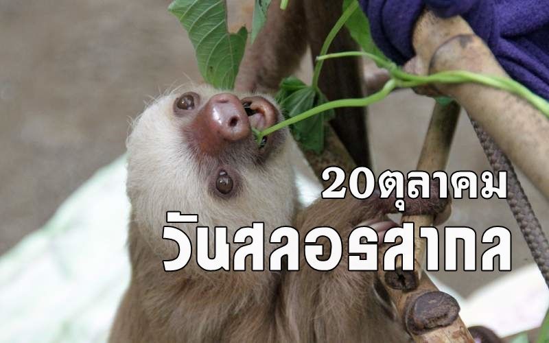 'สลอธ' แสนน่ารัก! สัตว์เคลื่อนไหวเชื่องช้าที่สุดในบรรดาสัตว์เลี้ยงลูกด้วยนม