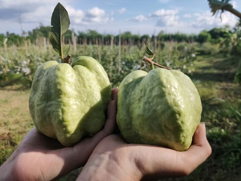 สวนสามพราน-สามพรานโมเดล จุดประกายท่องเที่ยววิถีอินทรีย์ เปิดทริปแรก...ตามเส้นทางโมเดลธุรกิจเกื้อกูลสังคม