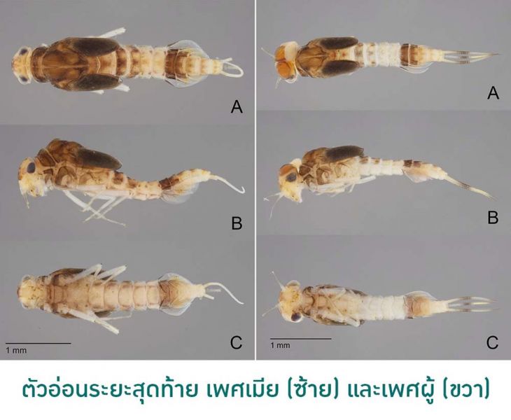 ม.เกษตร ค้นพบแมลงชนิดใหม่ในไทย  จัดอยู่ในวงศ์ใหม่ในสกุลแมลงตีฉาบ