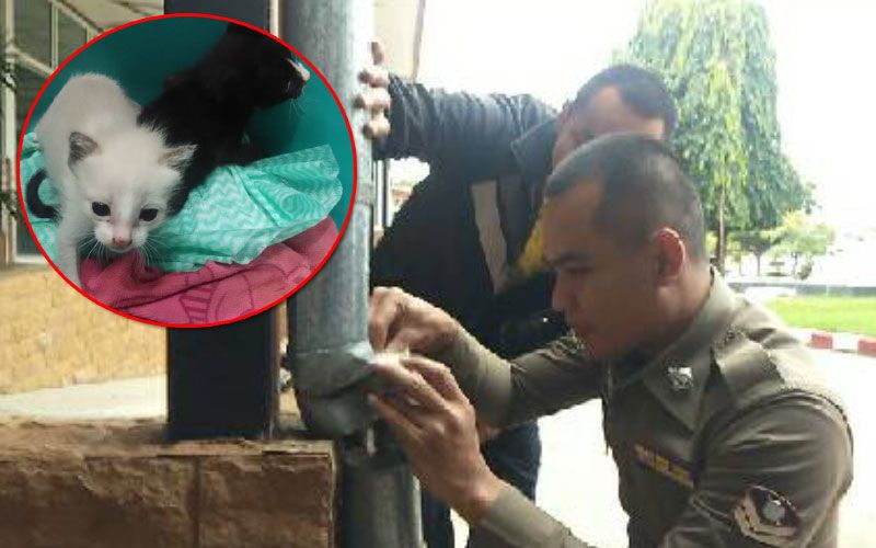 ตำรวจหนุ่มใจดีช่วยลูกแมว2ตัว ติดท่อระบายน้ำฝนปลอดภัย