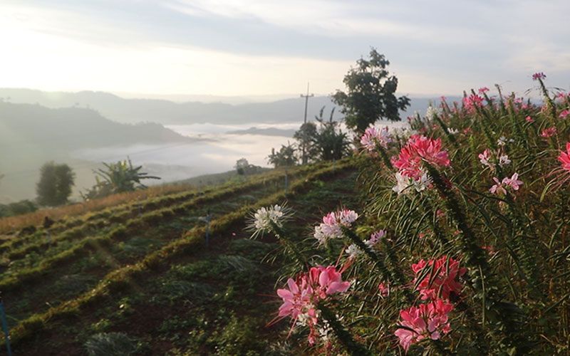 ชมทุ่งดอกคอสมอส'บ้านน้ำจวง'พิษณุโลก ท้าลมหนาวที่ทะเลหมอกภูทับสี่