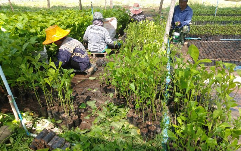 อ.อ.ป.เพิ่มช่องทางสร้างรายได้เกษตรกร เร่งเพาะกล้าไม้สายพันธุ์ดีสร้างผลตอบแทนที่คุ้มค่า