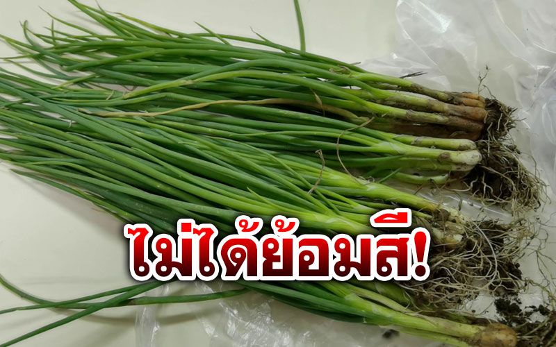 ยืนยันแล้ว! แม่ค้าต้นหอมยันไม่ได้ย้อมสี  เผยเป็นเรื่องปกติที่เจอ
