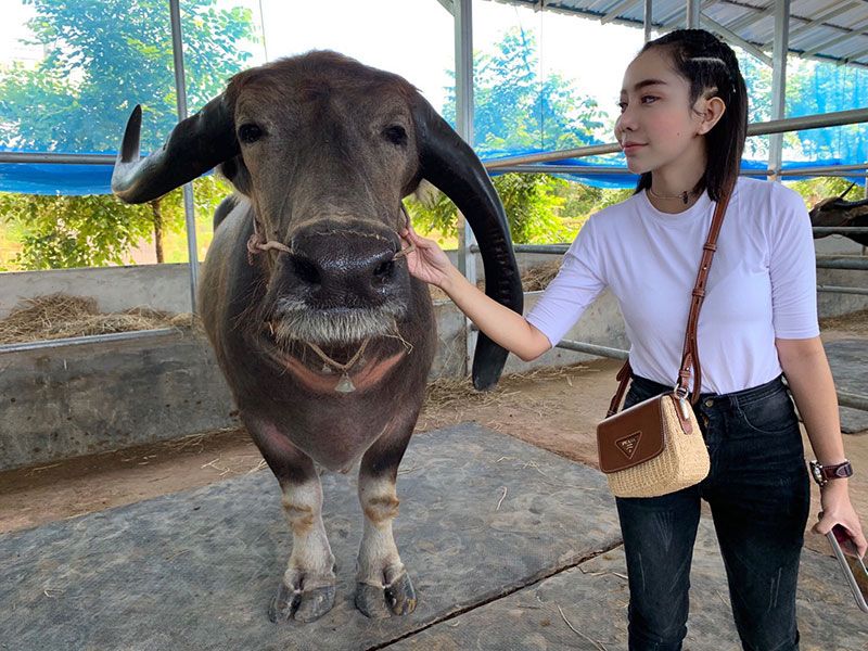 ‘หนึ่ง บางปู’ซื้อควายราคา 7 หลัก  ตะลึงเลี้ยงเป็นฝูง รวมมูลค่านับ 100 ล้าน