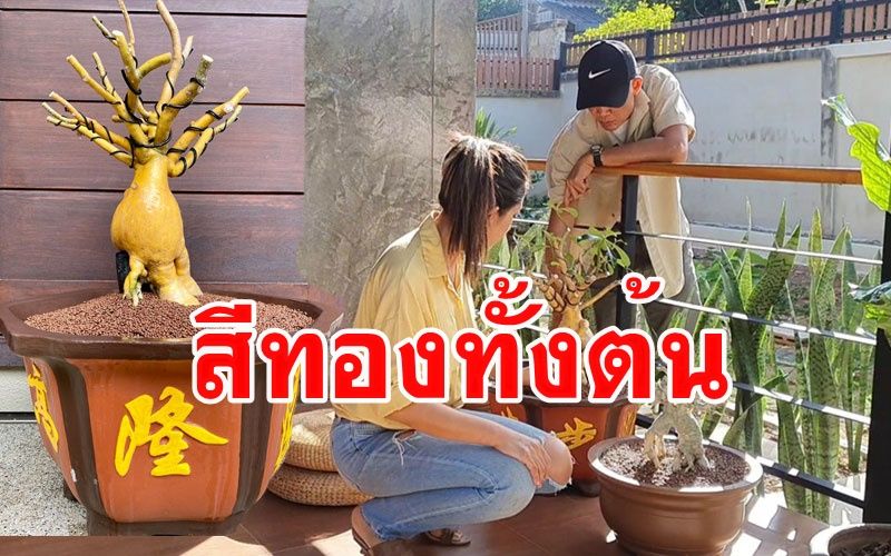 ไม่ค่อยมีให้เห็น! 'ต้นดอกชวนชม'เป็นสีทองทั้งต้น เจ้าของเผยให้โชคตลอด