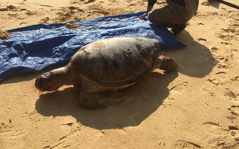 สุดเศร้า!! พบซาก'เต่าตนุยักษ์'ถูกคลื่นซัดเกยตื้นชายหาดเกาะยาวน้อย