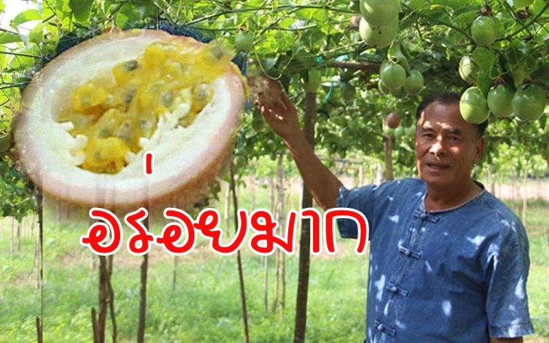 ใครไปเที่ยวต้องแวะขิม! 'เสาวรสบ้านคาอร่อยมาก' กำลังเป็นที่ต้องการของคนรักสุขภาพ