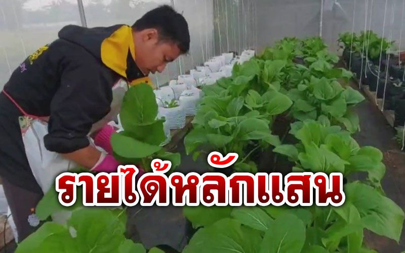 คนรุ่นใหม่กลับบ้านเกิดปลูกผักไฮโดรโปนิกส์โกยรายได้หลักแสน