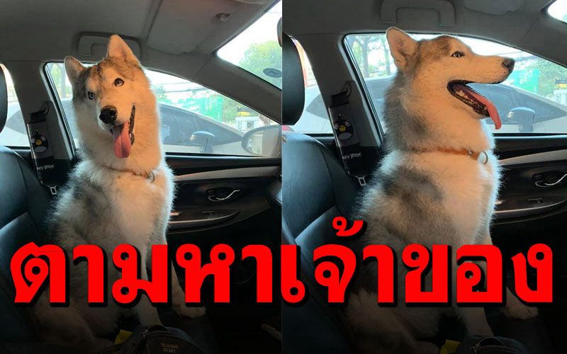 เอาเรื่องนะเรา! ตามหาเจ้าของ'ไซบีเรียน'  โดดขึ้นรถชาวบ้านหน้าตาเฉยๆ