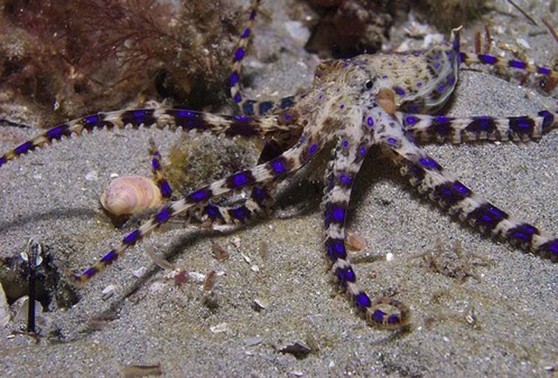 กรมวิทย์ เตือน! ห้ามรับประทาน-ห้ามจับ  ‘หมึกสายวงน้ำเงิน’ พิษร้ายอันตรายถึงตาย