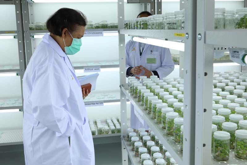 กรมสมเด็จพระเทพรัตนราชสุดาฯ เสด็จฯ ทรงติดตามงาน พัฒนาสายพันธุ์และปลูกสตรอเบอร์รีปลอดโรคในโรงเรือน