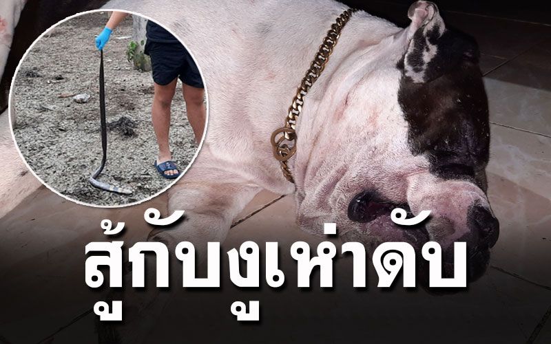 สุดเศร้า! 'เจ้าซูโม่'สุนัขพิทบูลฮีโร่เคยกัดงูช่วย4ชีวิต พลาดท่าถูกงูเห่ากัดดับ